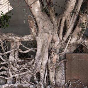 פרפר קרוב (feat. Eric Fontaine & Johnny Ruzsa)