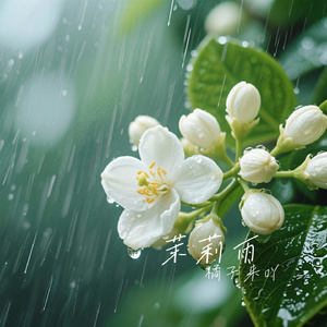 茉莉雨