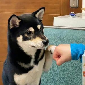 别怕变老（纯情男高版）