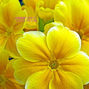 달콤달콤 (자장가)