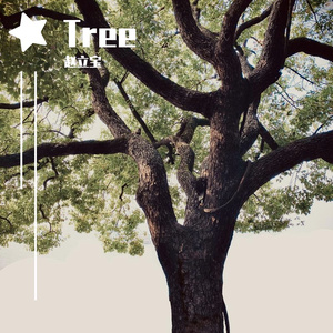 赵立宝-（Tree）一颗成长在大自然下的树（赵立宝 remix）