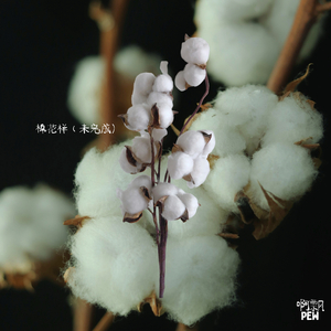 棉花樣(未完成)
