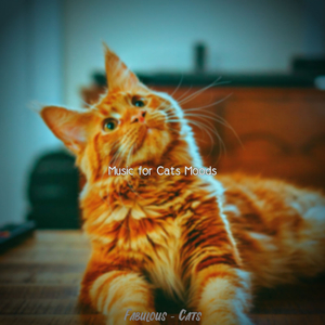 Chilled (Training Cats)