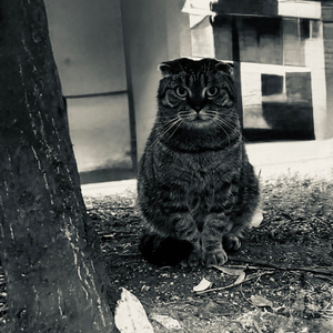 我什么都听不见