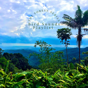 Rain & Birds Sounds 8