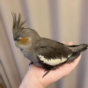 一天一天（Severus）0.8x（remix）