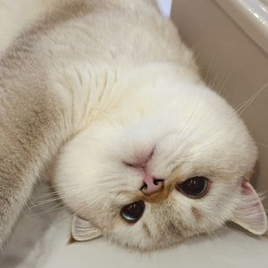 喜欢你（翻自陈洁仪）