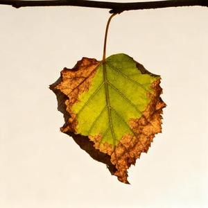 等下个季节