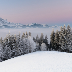 北方的树 (10).wav