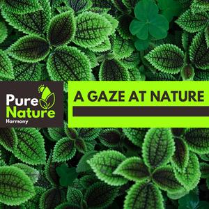 Enchanting Tennessee Forest Wind Music