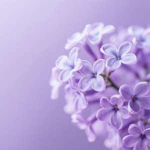 丁香不开的夏天