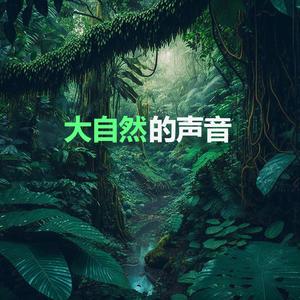 森林里的鸟鸣 (放松)