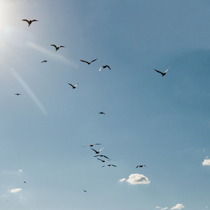 Illusions Without Identity