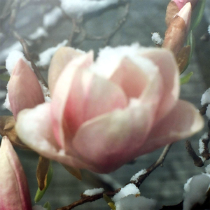 rose // ecclésiaste