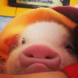 偶然（cover蔡琴）