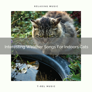 Calming Wind Whispers For Cats