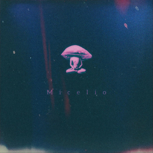Micelio