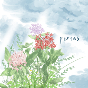 Pentas