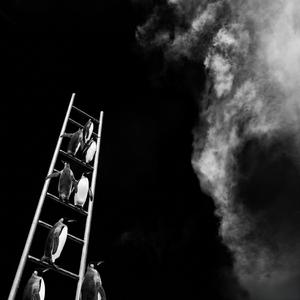 Pinguini in cravatta