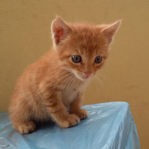 son'un başlangıcı