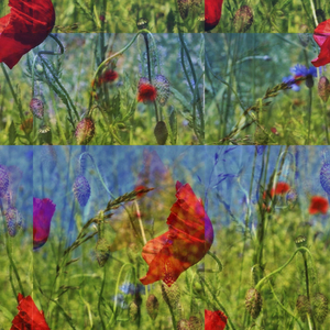 Anamorphic