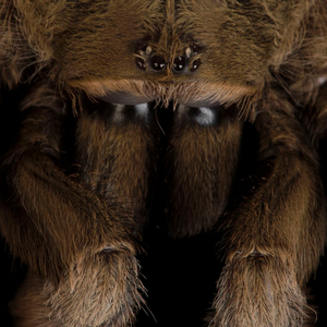 Tarantula
