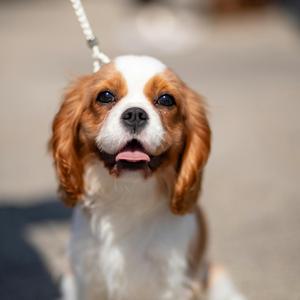 반려동물 마음 내려앉는 조용한 음악