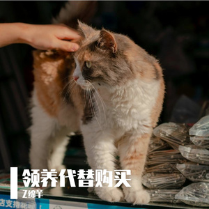 领养代替购买