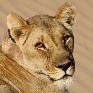 THERE IS NO PROMISE HERE