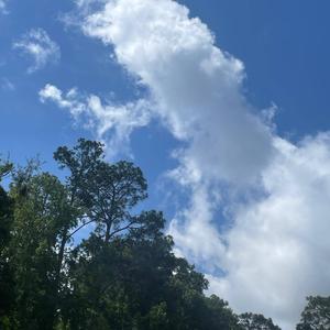 Been Savage ft lil randy (feat. Lil randy)