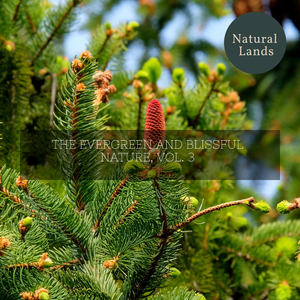 Eternal Chiming of Pond Ripples