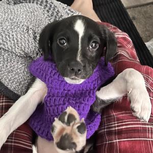 love u to death (last breath)