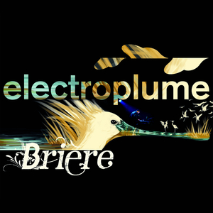 Phragmite Des Joncs