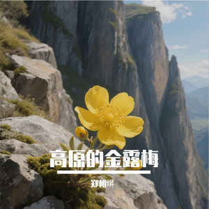 高原的金露梅 伴奏
