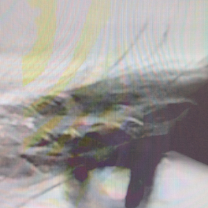 разрываясь на части