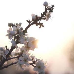 あさひが - 朝の記憶