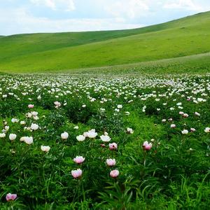 天边的一片草原