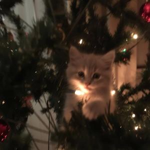 holly sunset (feat. evere)