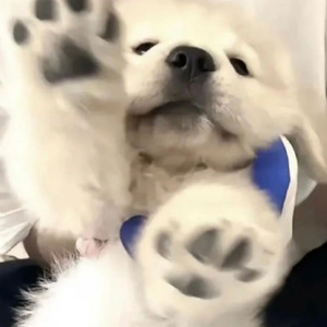 薯条主义