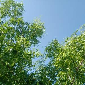 《小鸟你在说什么》