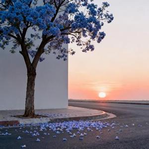 蓝花楹开