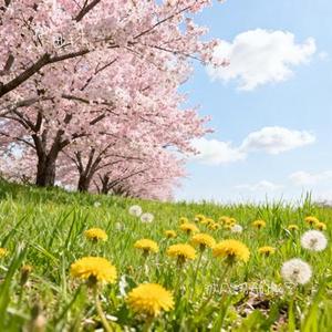 被风翻开的秘密 (Cover Bunnyi_11)