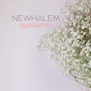 Gypsophila