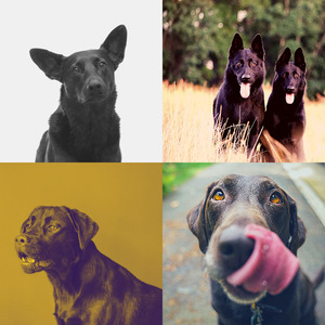 微妙的孤独的狗心情