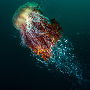 亲爱的我们像掉入无边大海