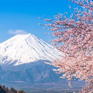 樱花(现场吉他版）