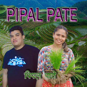 PIPAL PATE