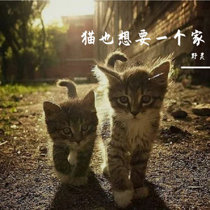 猫也想要一个家