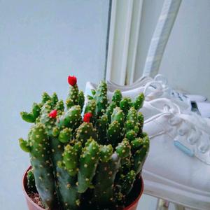 原创君的AI创作-流行9