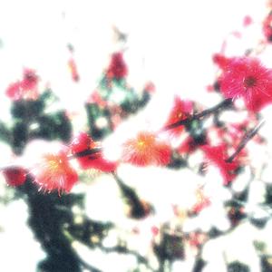 They Shall Not Grow Old